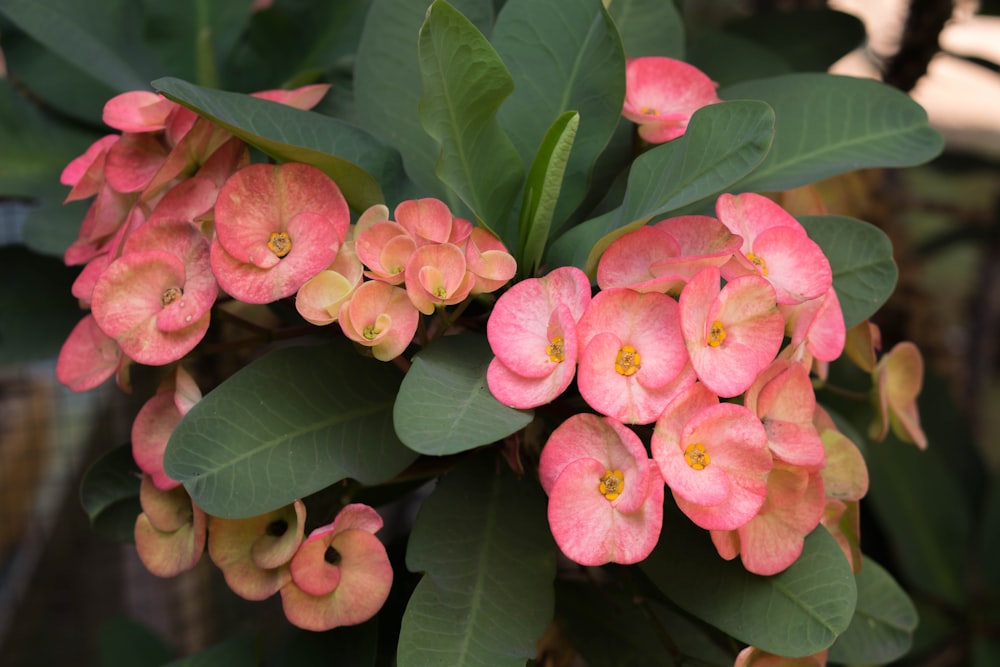 a close up of some flowers