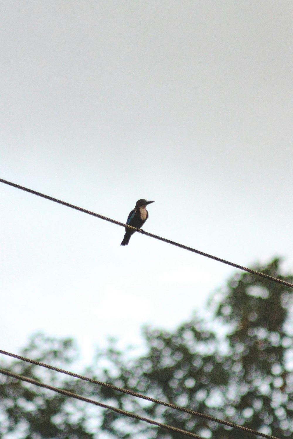 a bird sitting on a power line