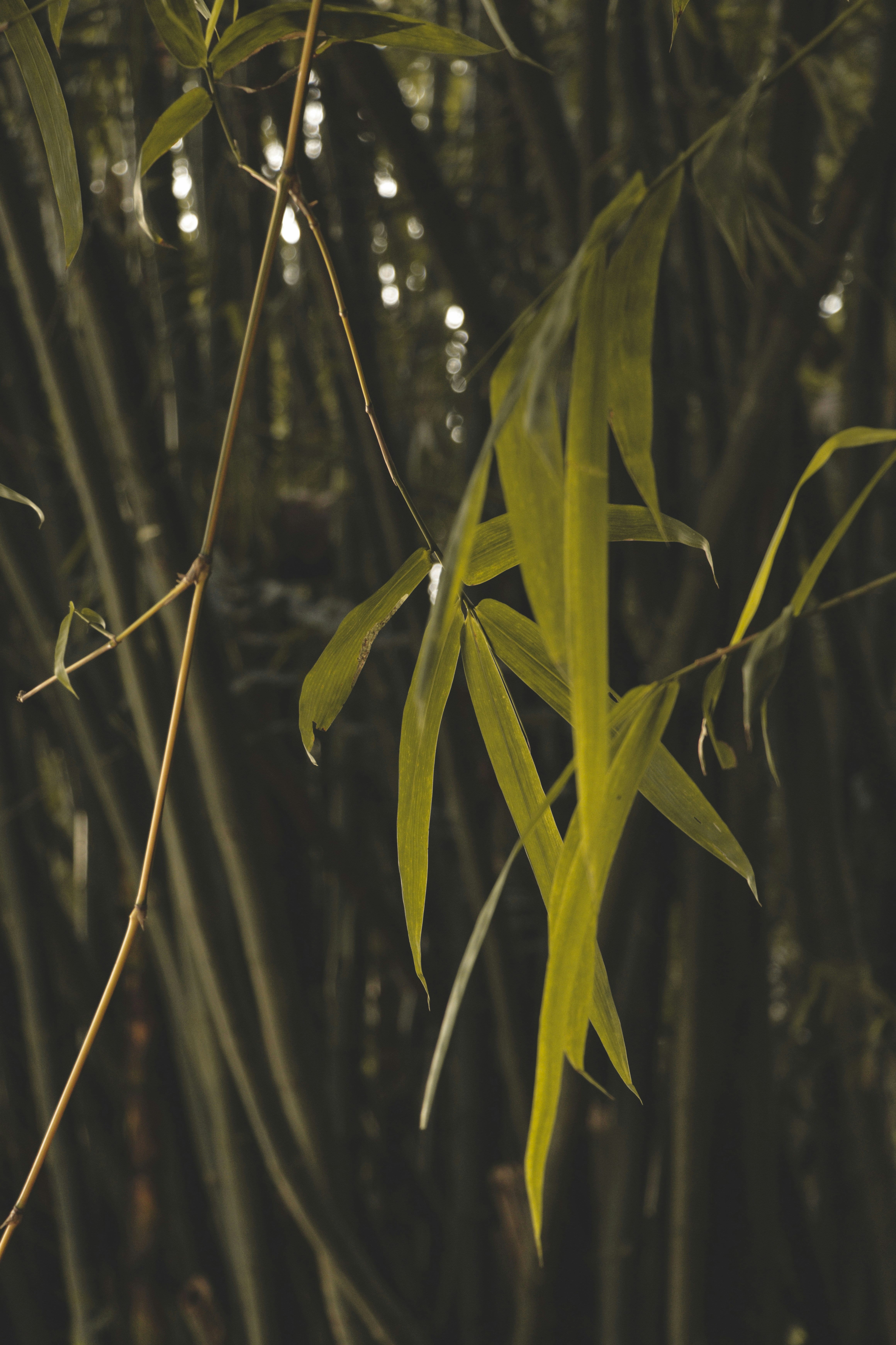 Photo by vignesh_vijay_mohan