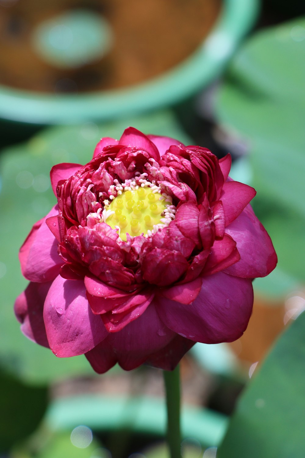 a close up of a flower