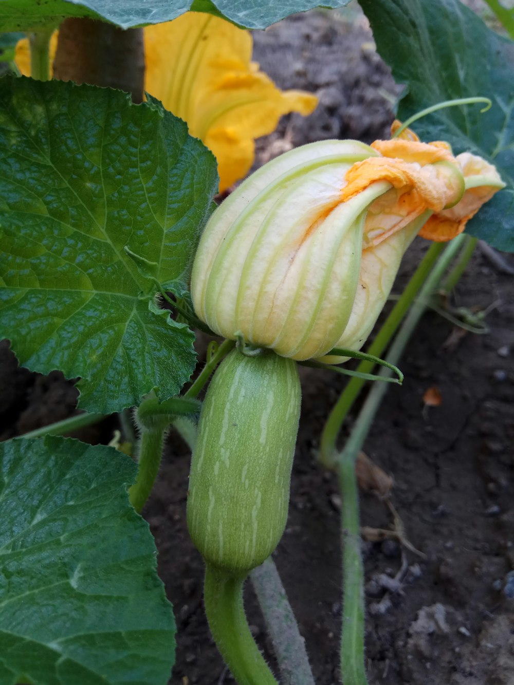 a flower with leaves