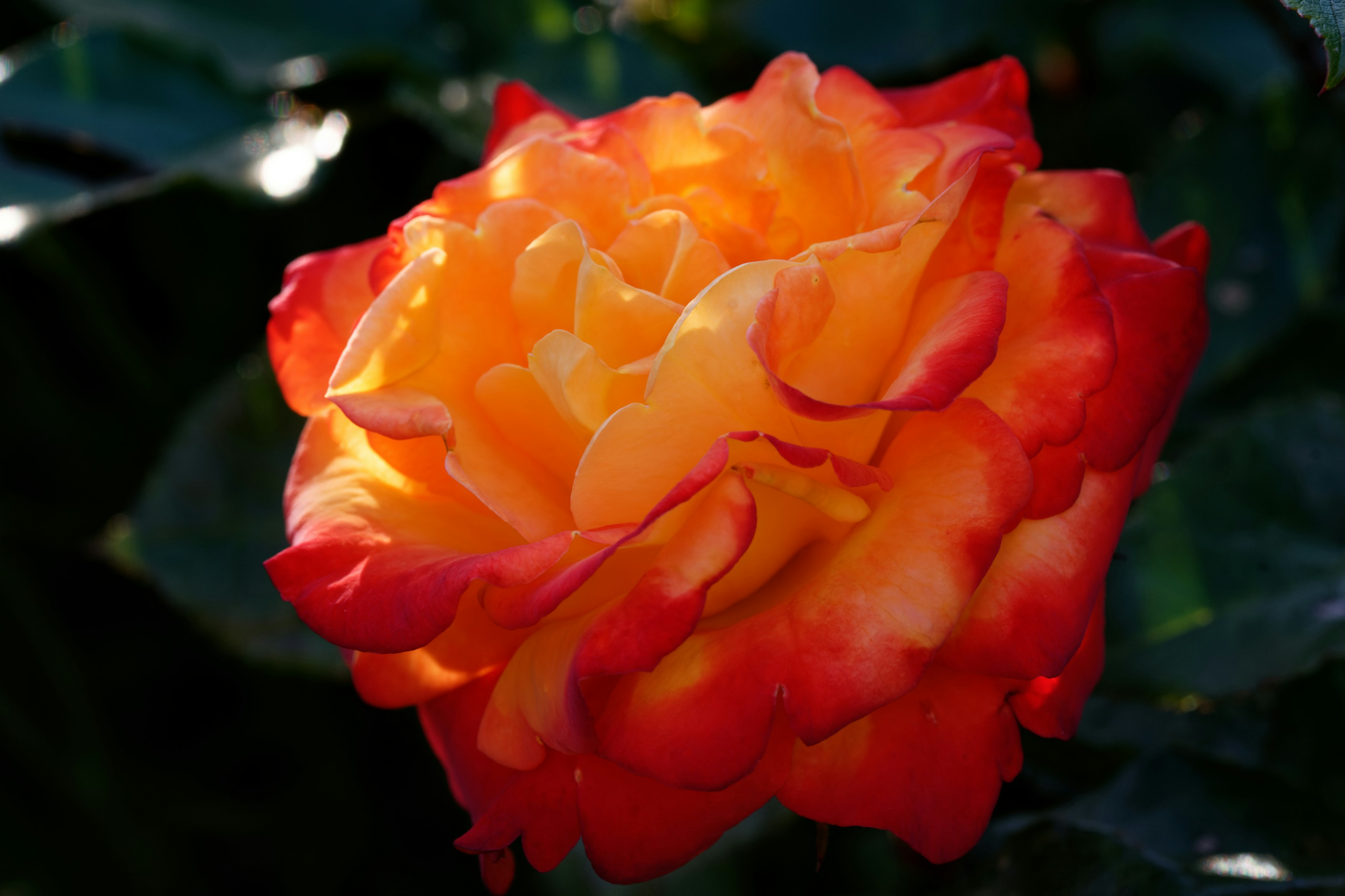 Photo by designbytholen