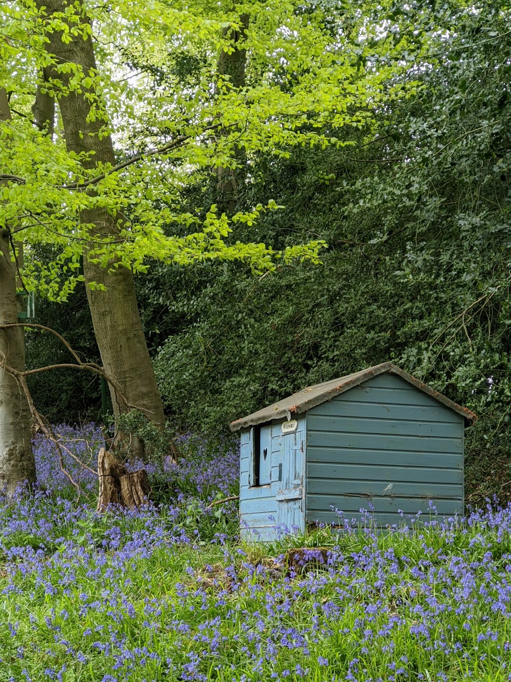 a small shack in a field of flowers