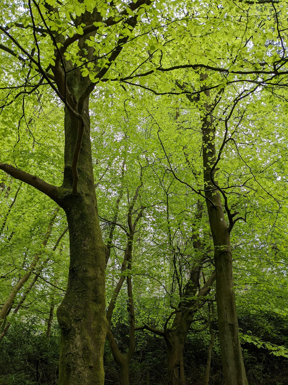 a group of trees