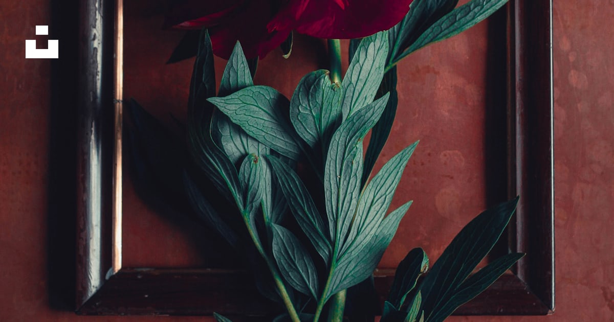 A picture of a red flower photo – Free Flower Image on Unsplash
