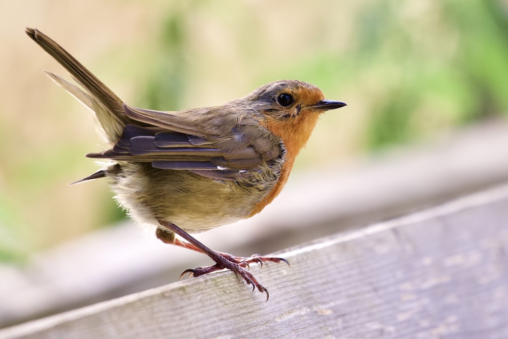 a couple birds perched on a wood fence