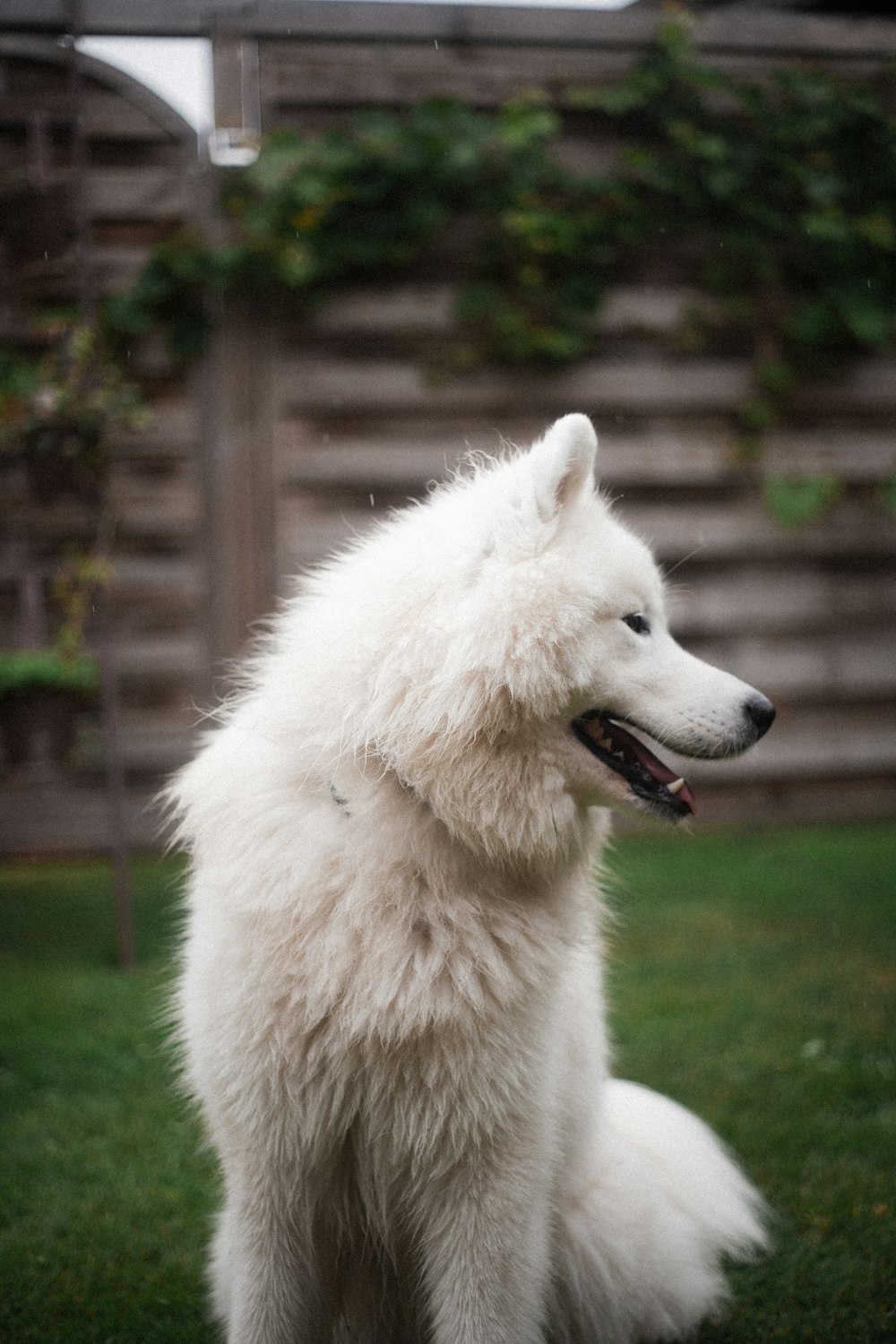 a white dog standing in the grass