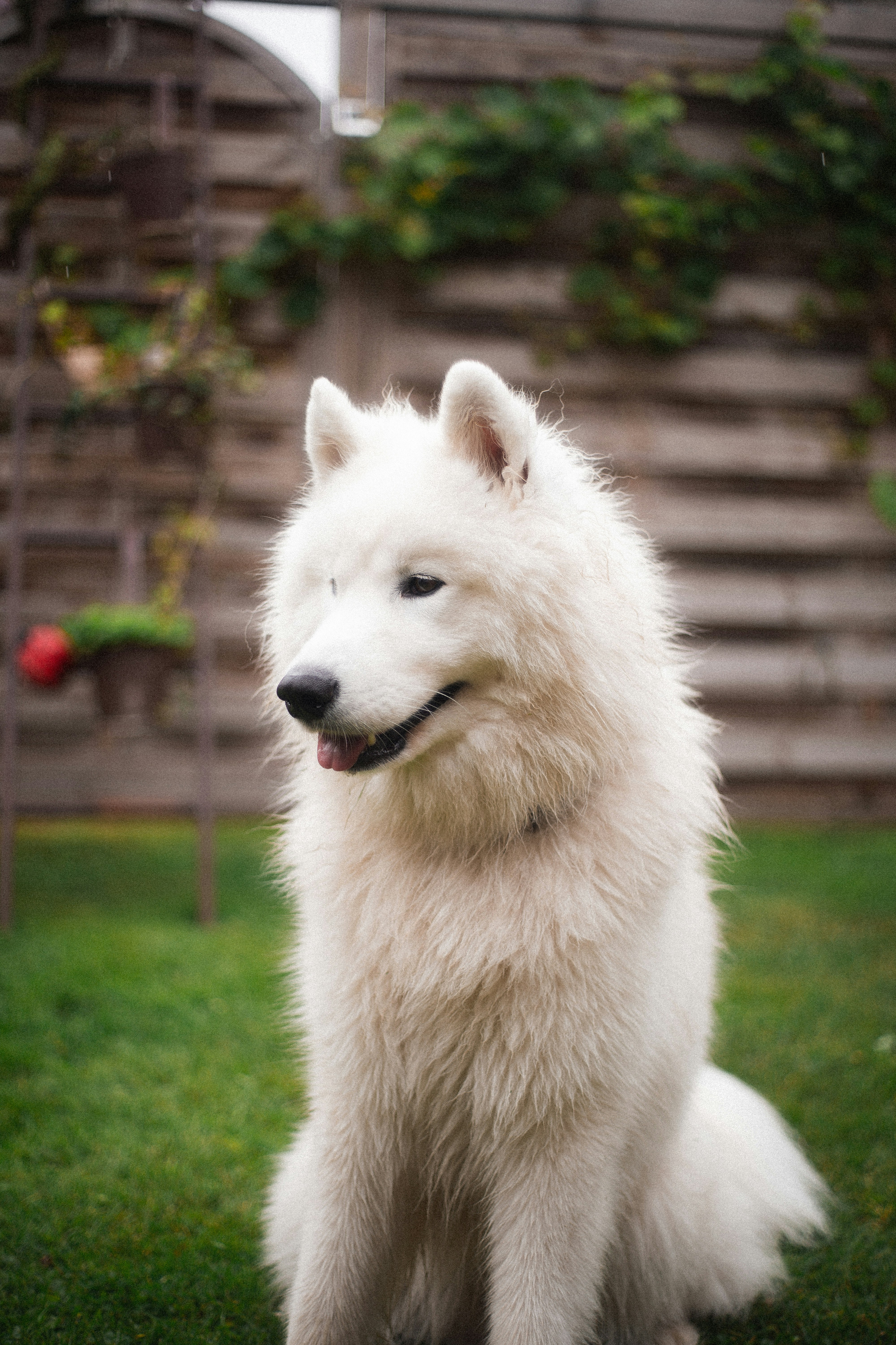 a white dog sitting in the grass