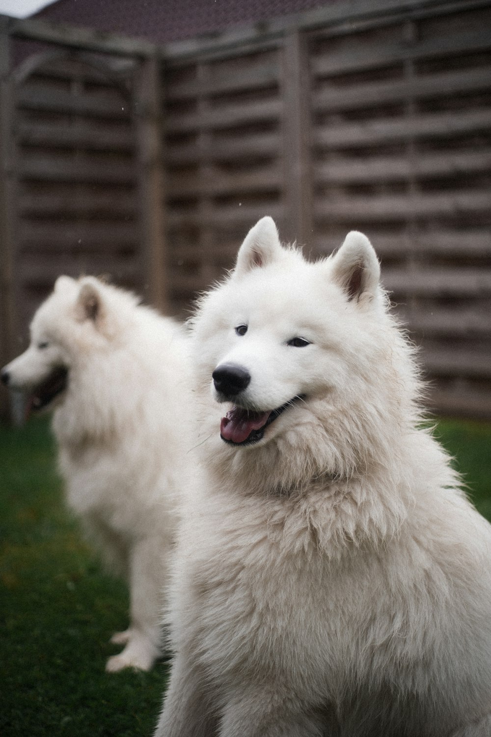 a couple of white dogs