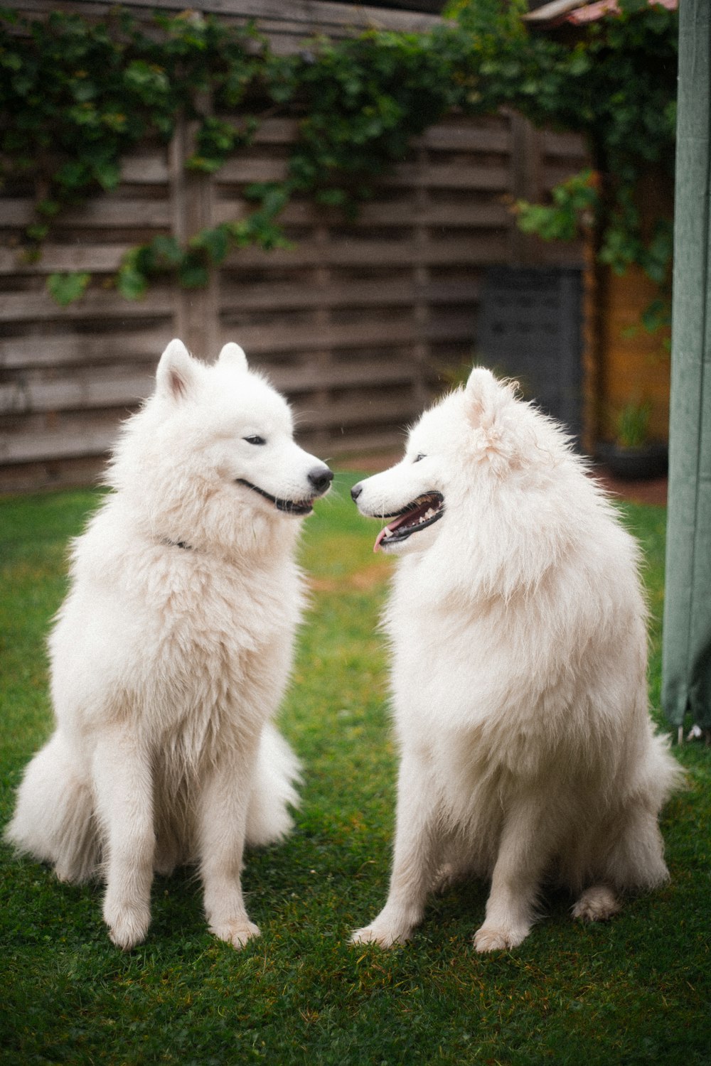 two white dogs sitting on grass