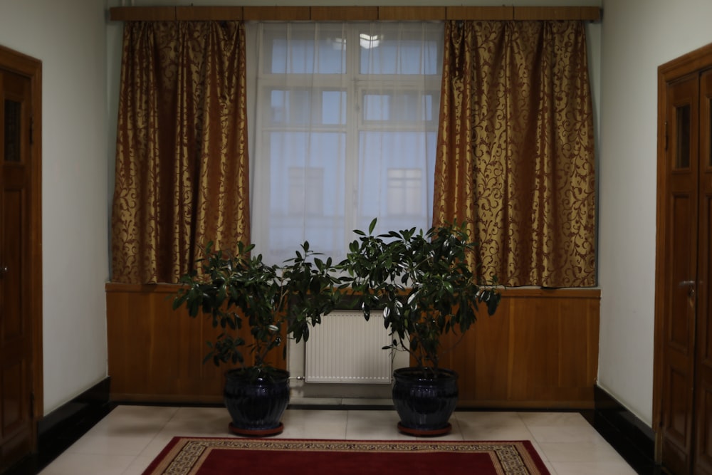 una habitación con un par de plantas en macetas y una ventana