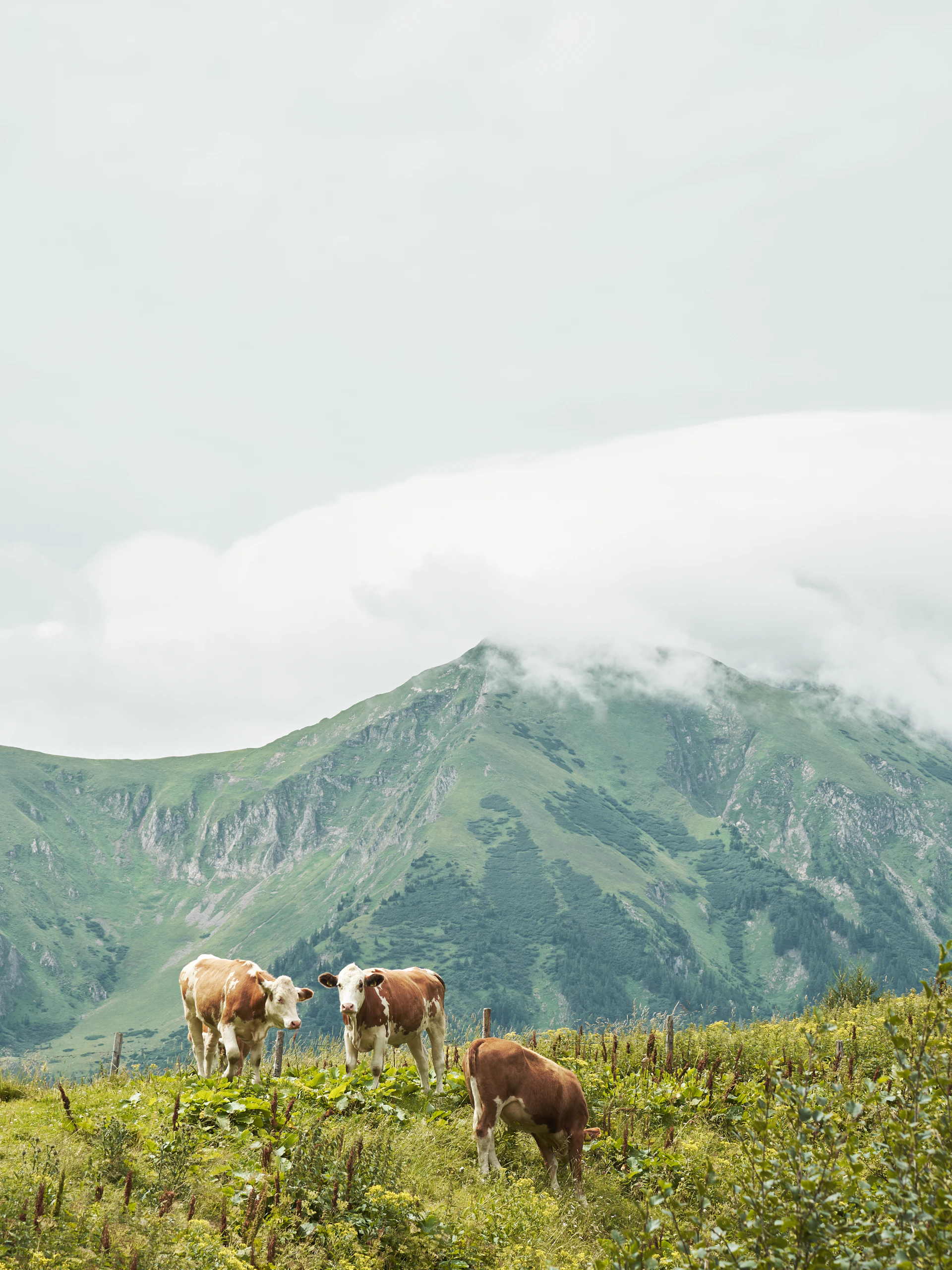 cows grazing on a hill