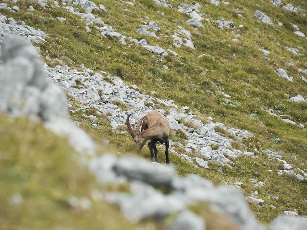 a horned animal on a grassy hill