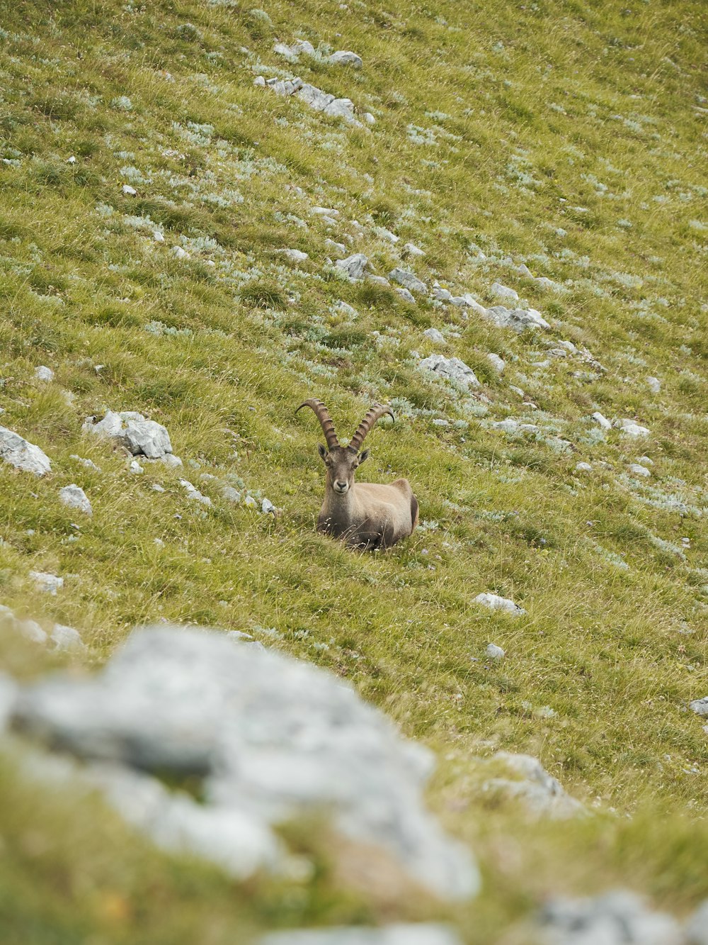 a deer lying on a grassy hill