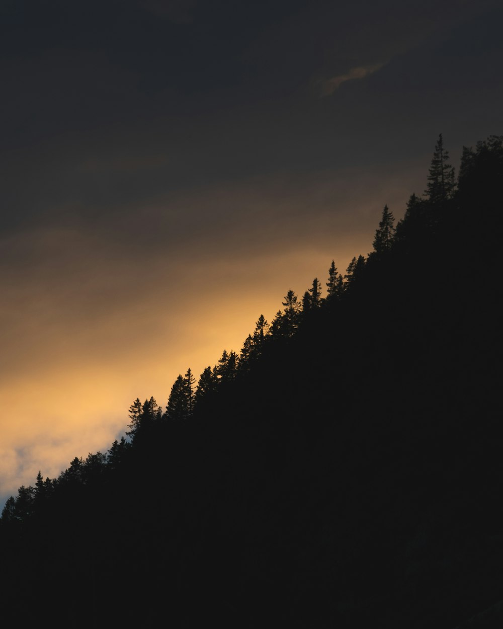 silhuetas de árvores contra um céu escuro