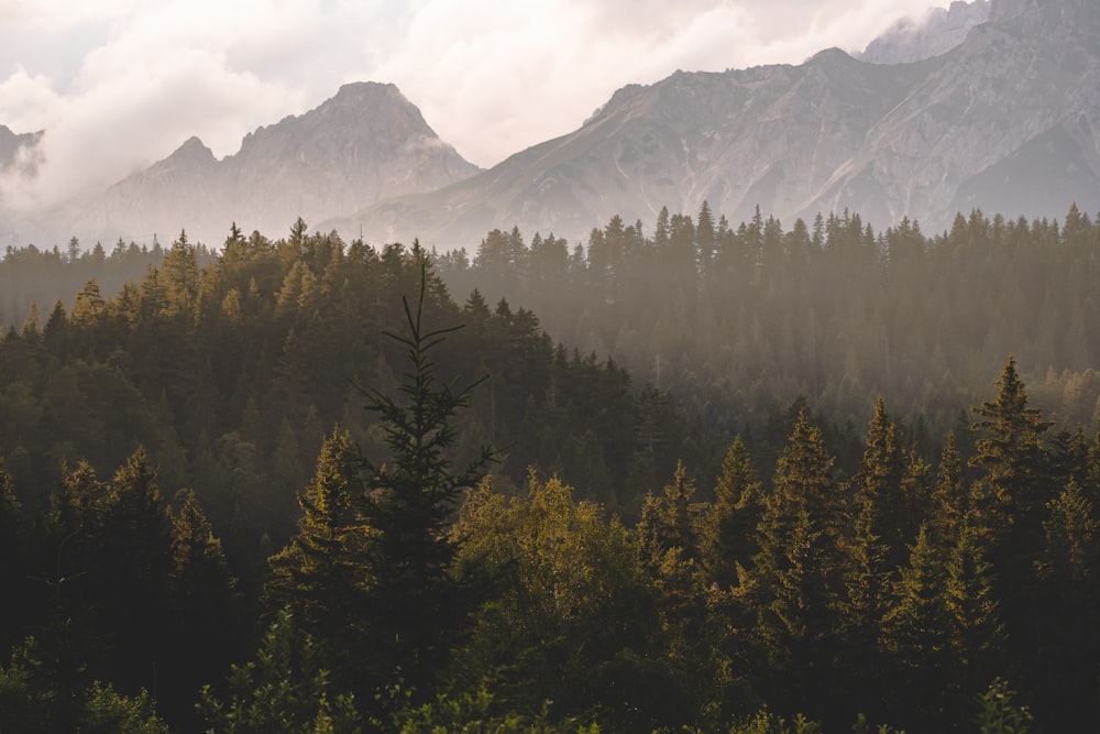 a forest of trees in front of a mountain range