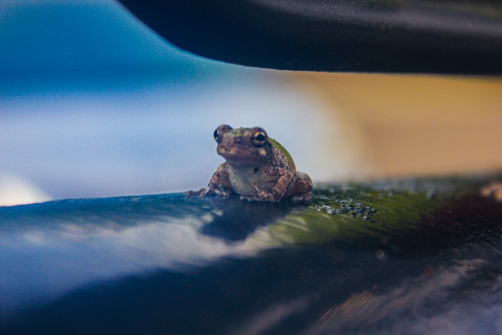 a frog in the water