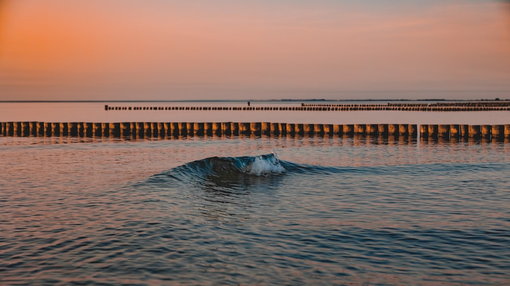 a whale in the water