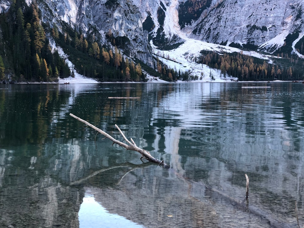 a lake with a log in it