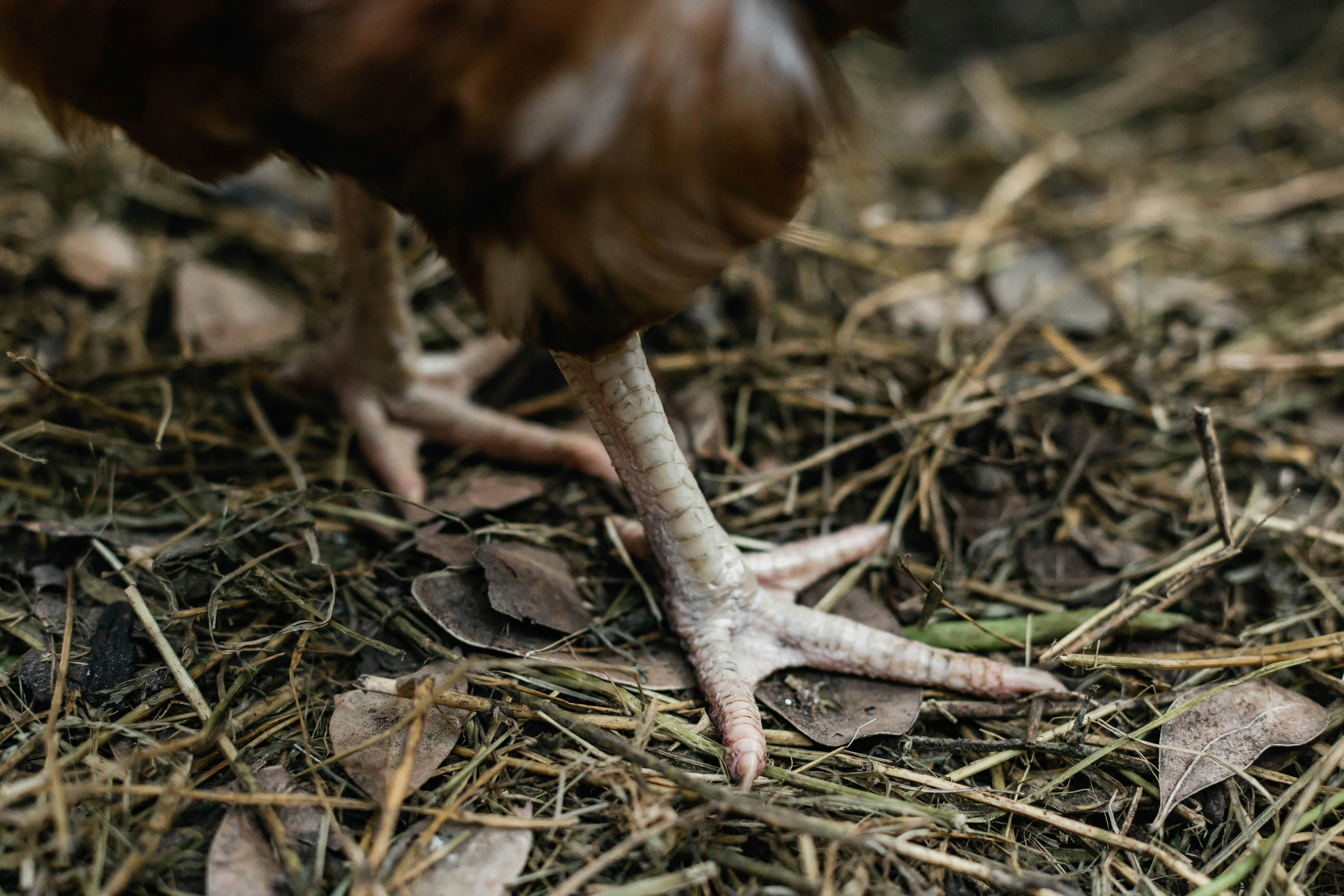 Chicken surgery: it’s all about data