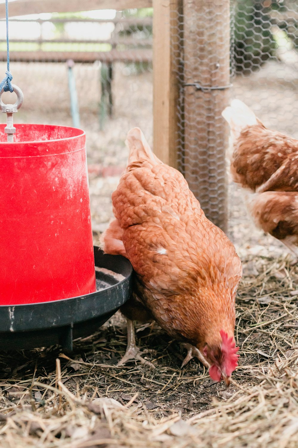 a group of chickens in a cage