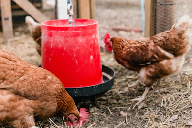 chickens eating from a bowl