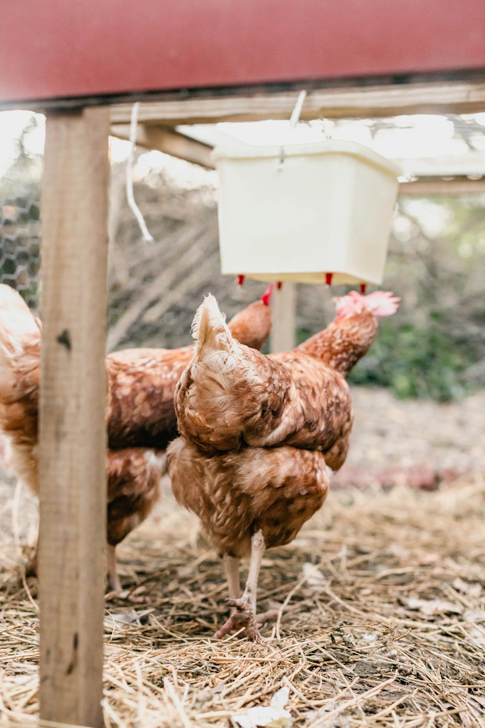 a group of chickens standing next to a fence