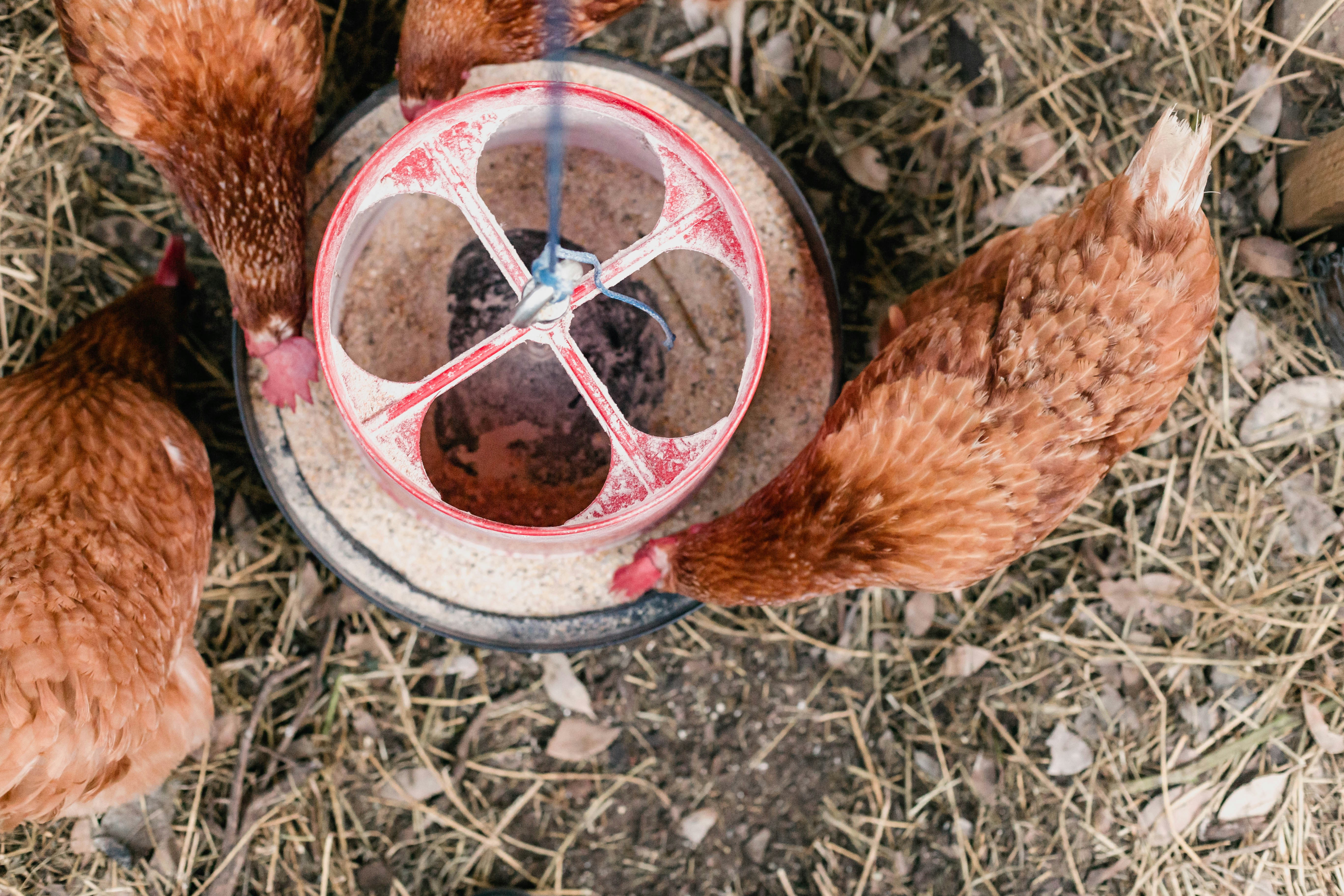 Gesunde Tierernährung Konzepte für Hund und Katze