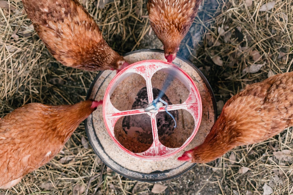 a group of chickens eating from a bowl