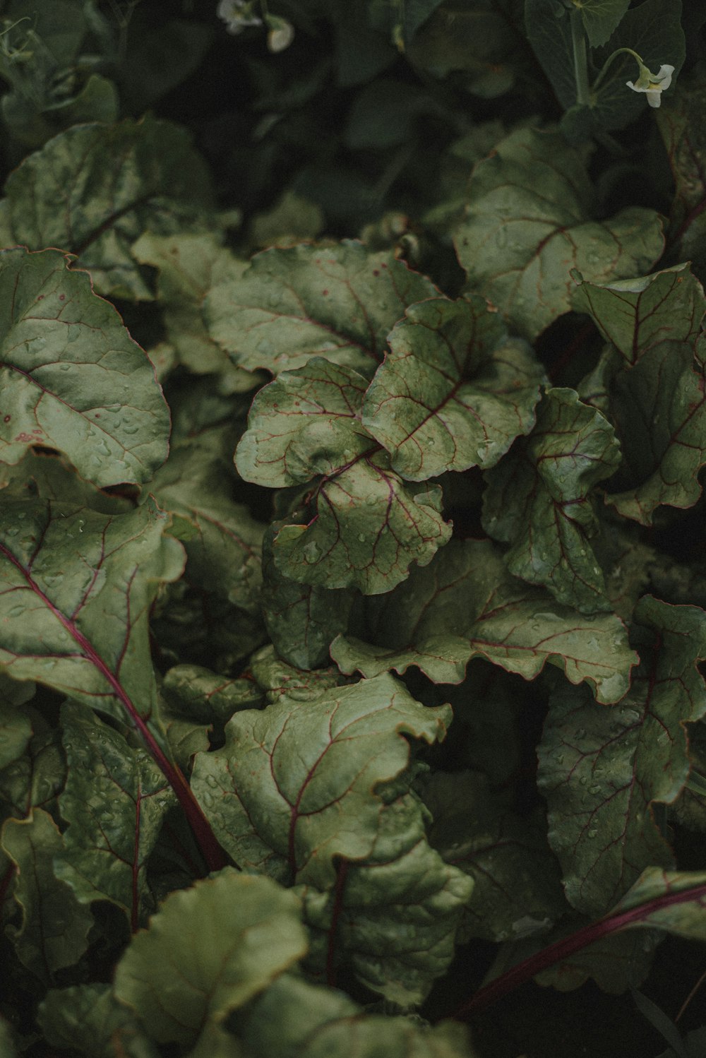 a group of green leaves