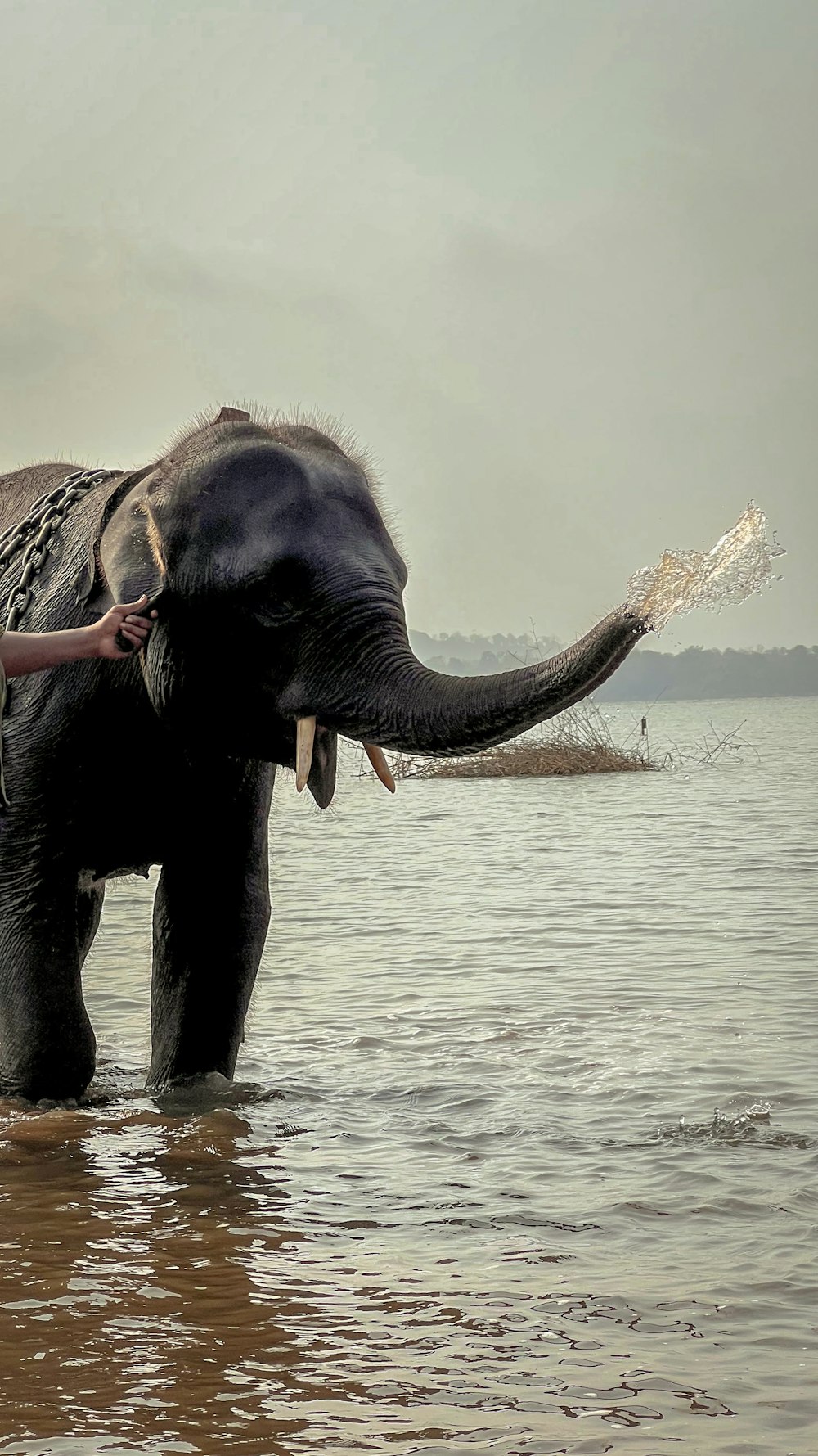 an elephant with its trunk in the water