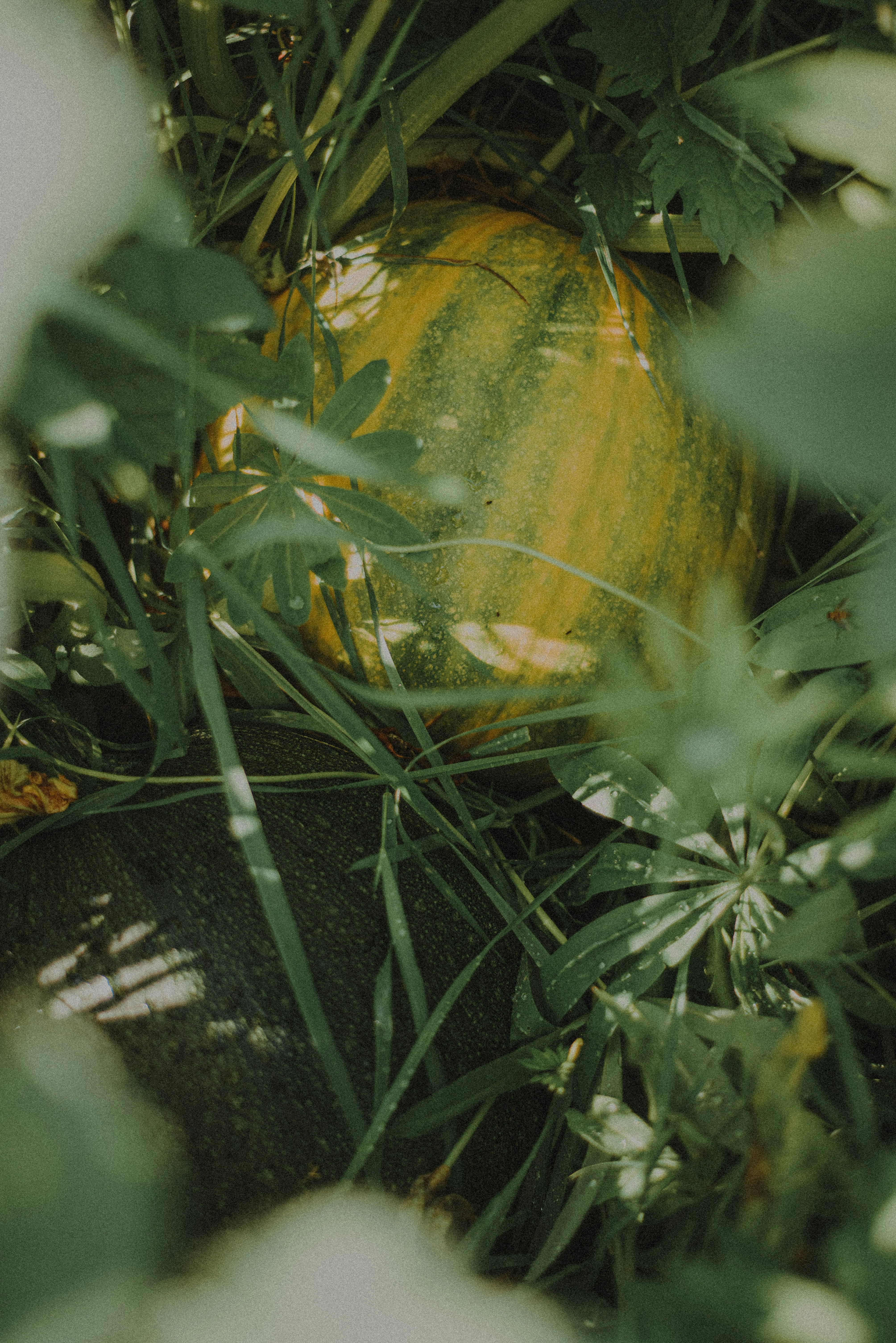 Photo by luniavis
