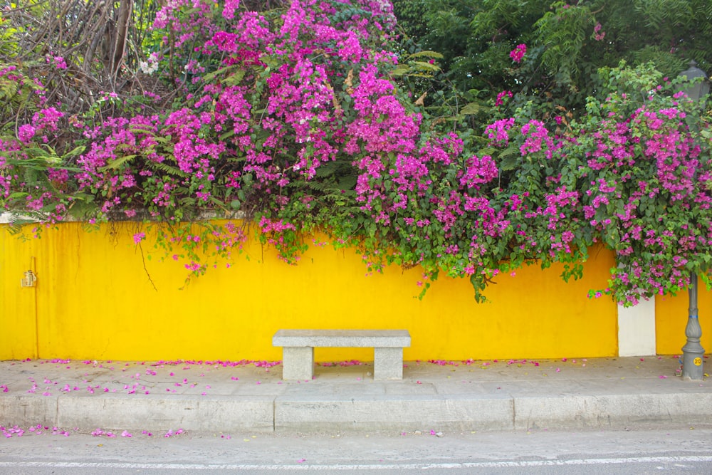 a bench in front of a tree with purple flowers