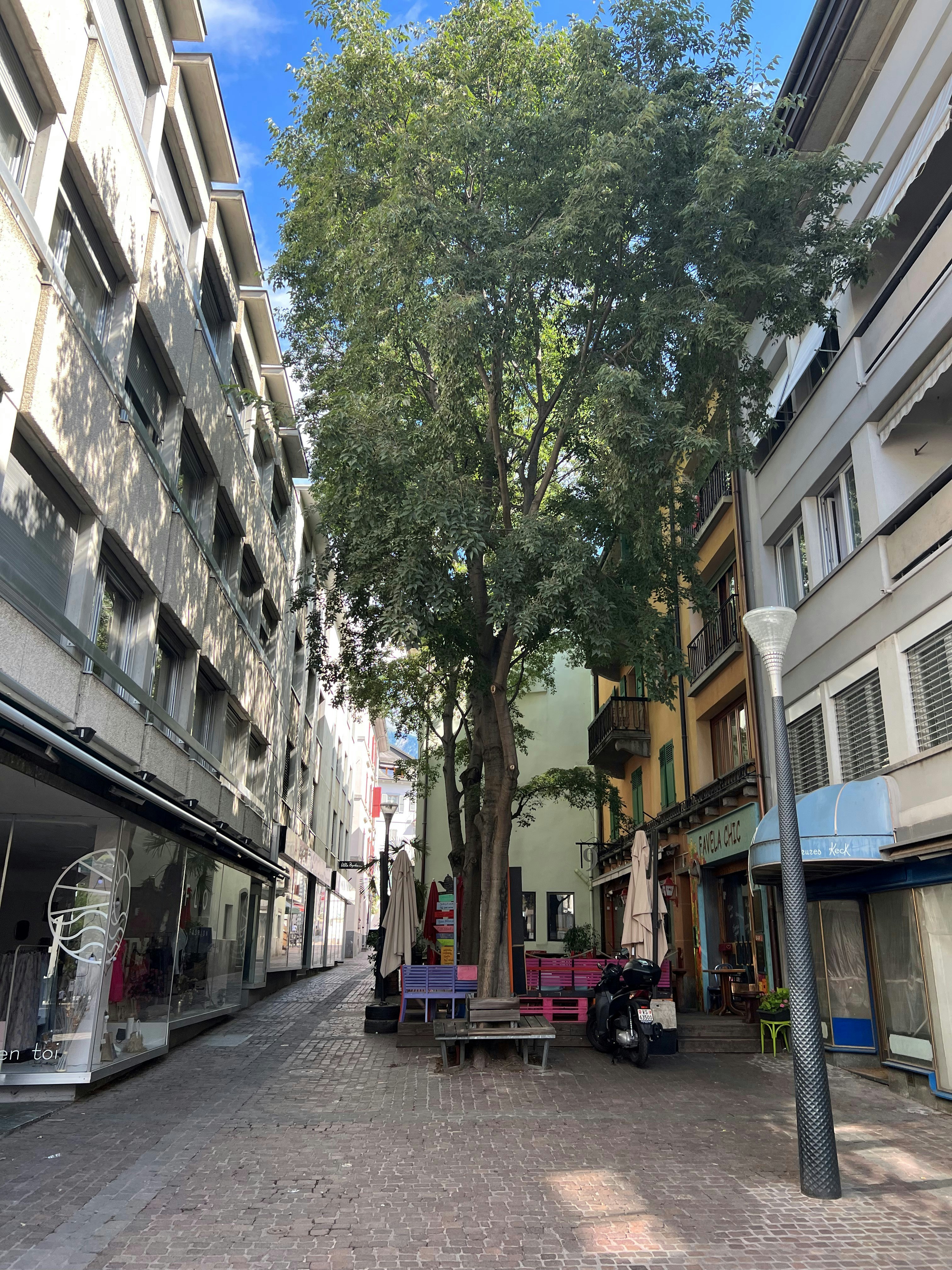 Un arbre dans une ville