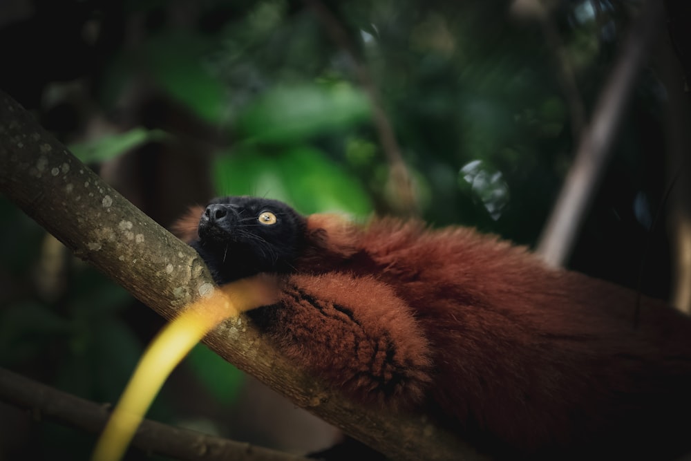 a brown and black monkey on a branch