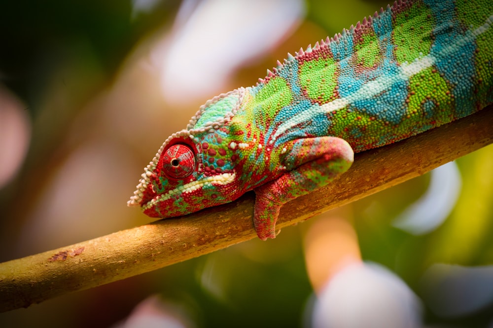 a lizard on a branch