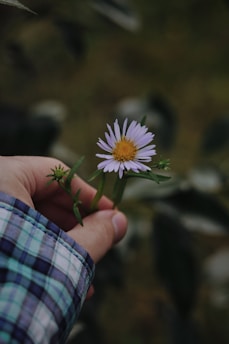 a hand holding a flower