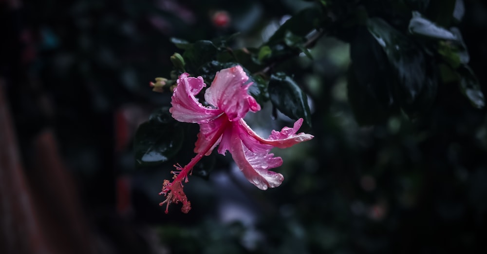 a pink flower on a plant