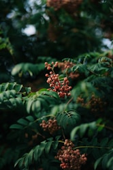 a group of berries on a tree