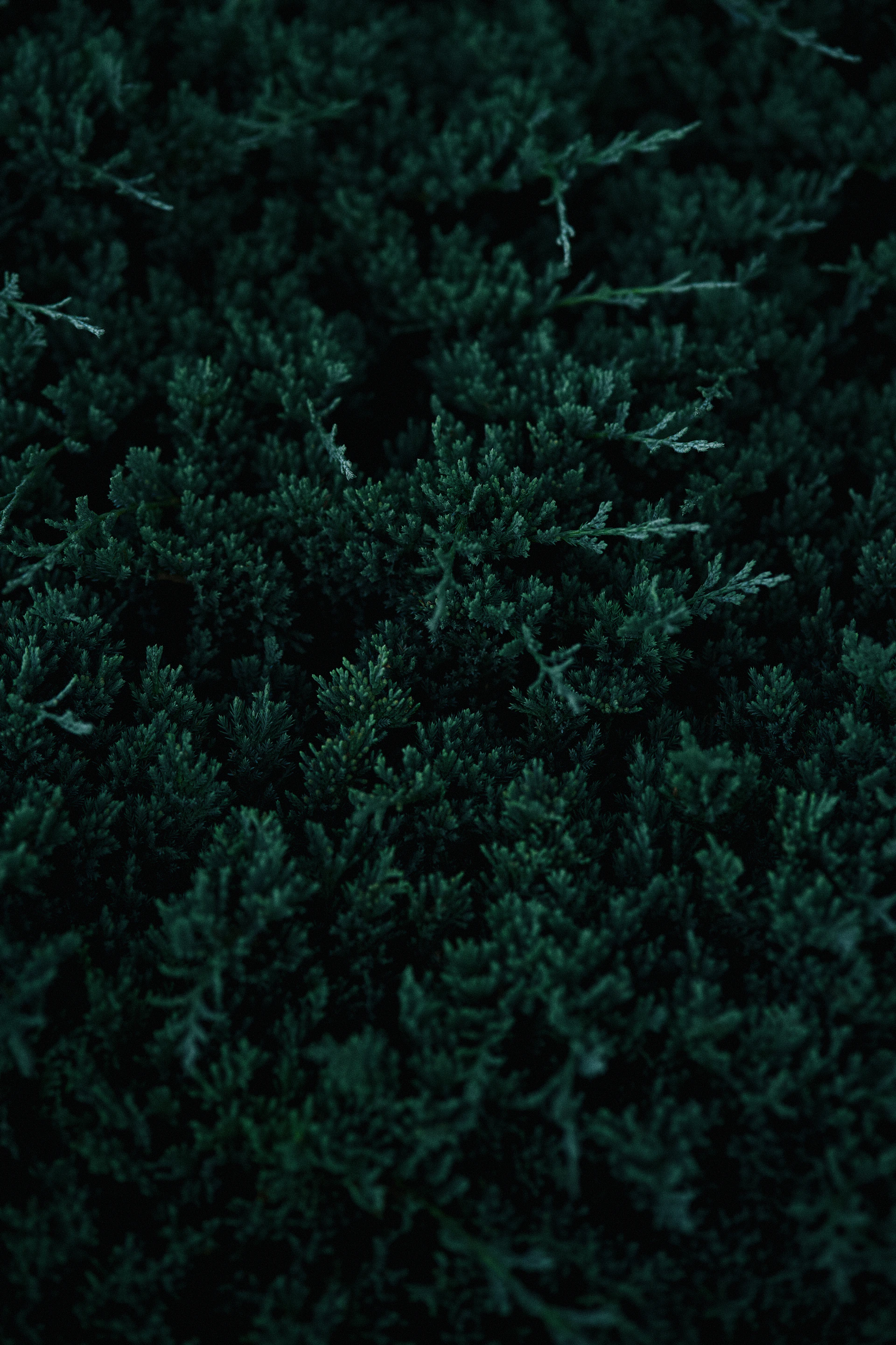 a close up of a tree