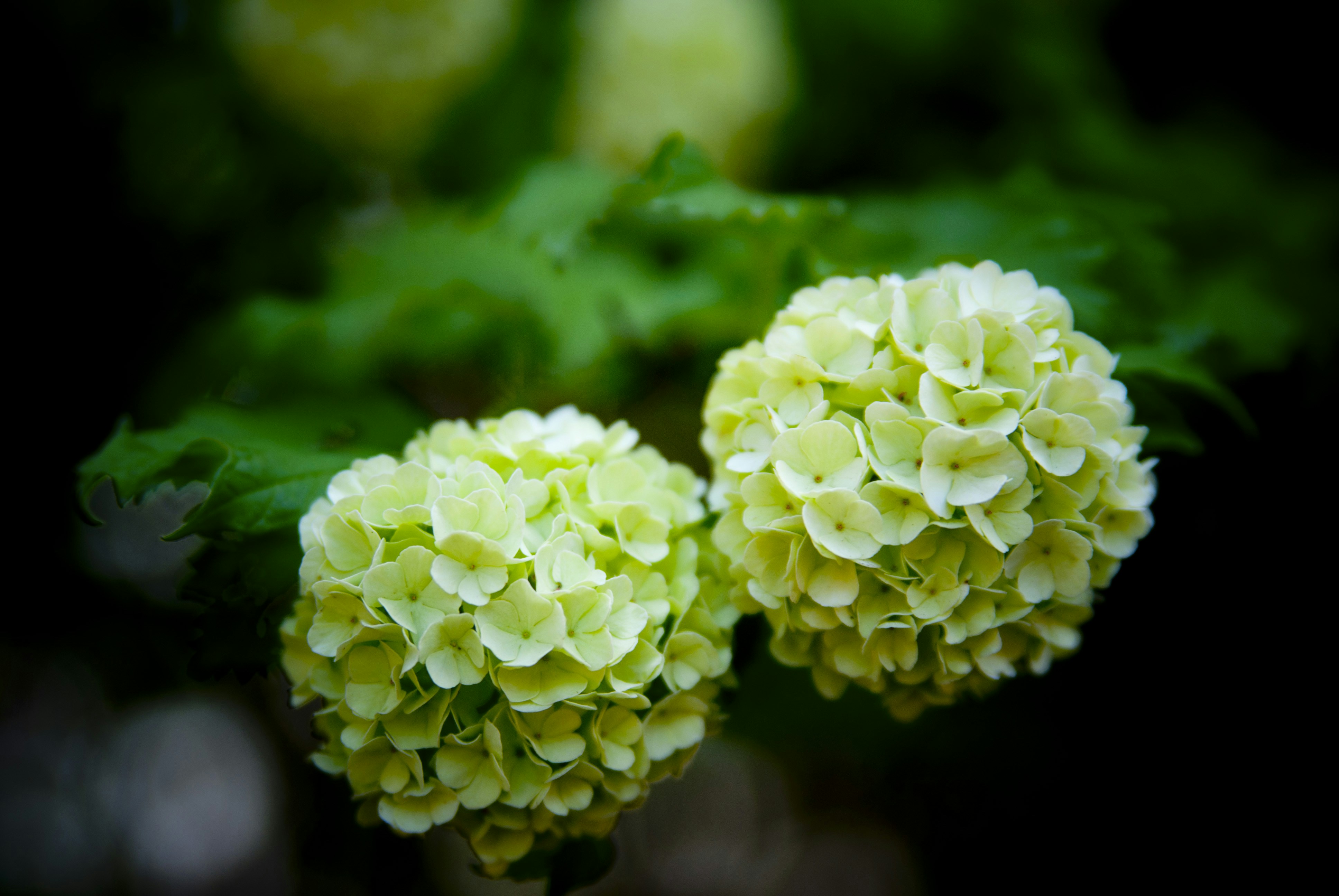 Photo by adriansiaril