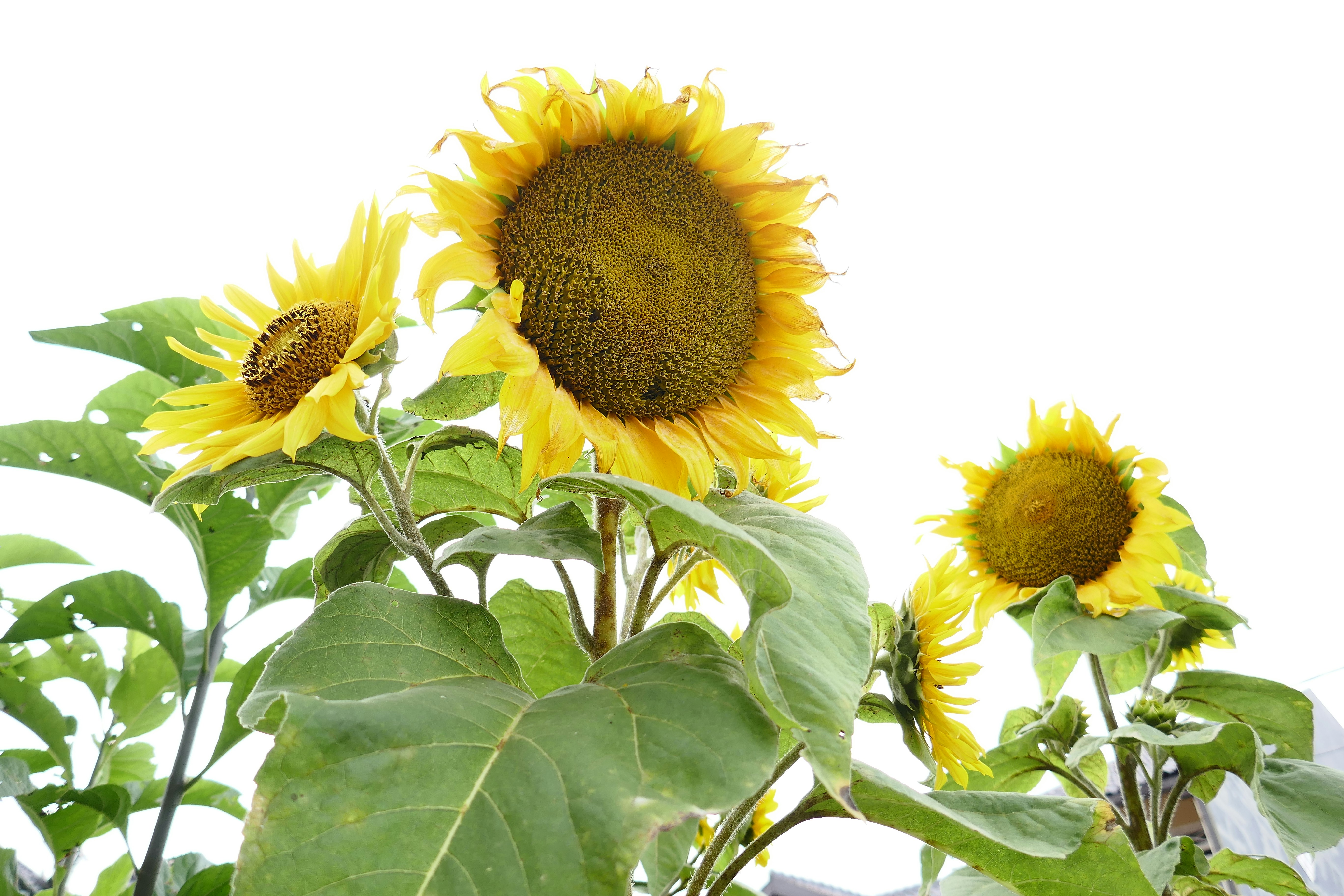 Photo by adriansiaril