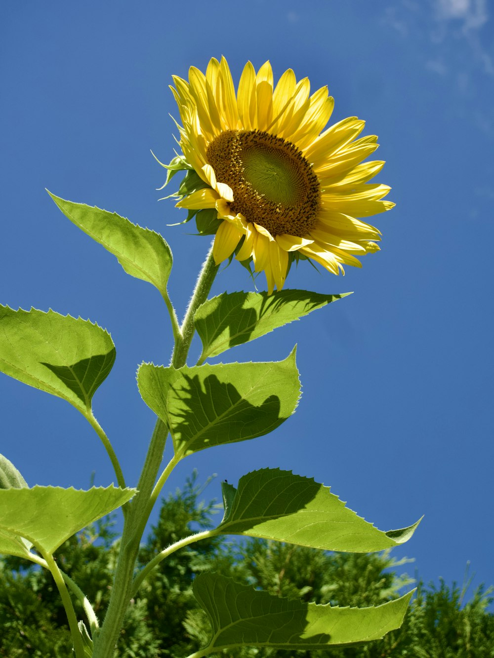 a yellow sunflower with green leaves