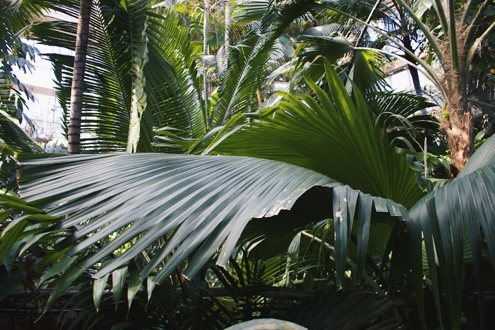 a close-up of some leaves