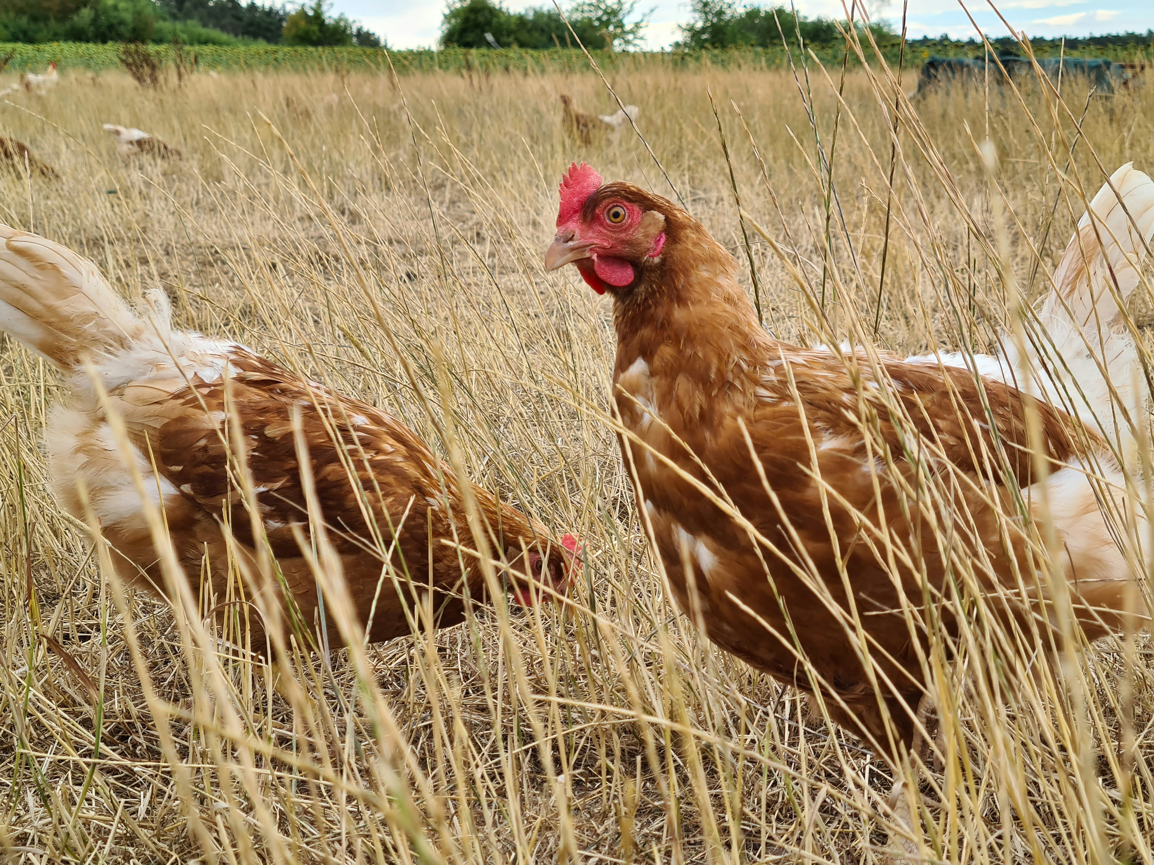 a rooster standing in a field