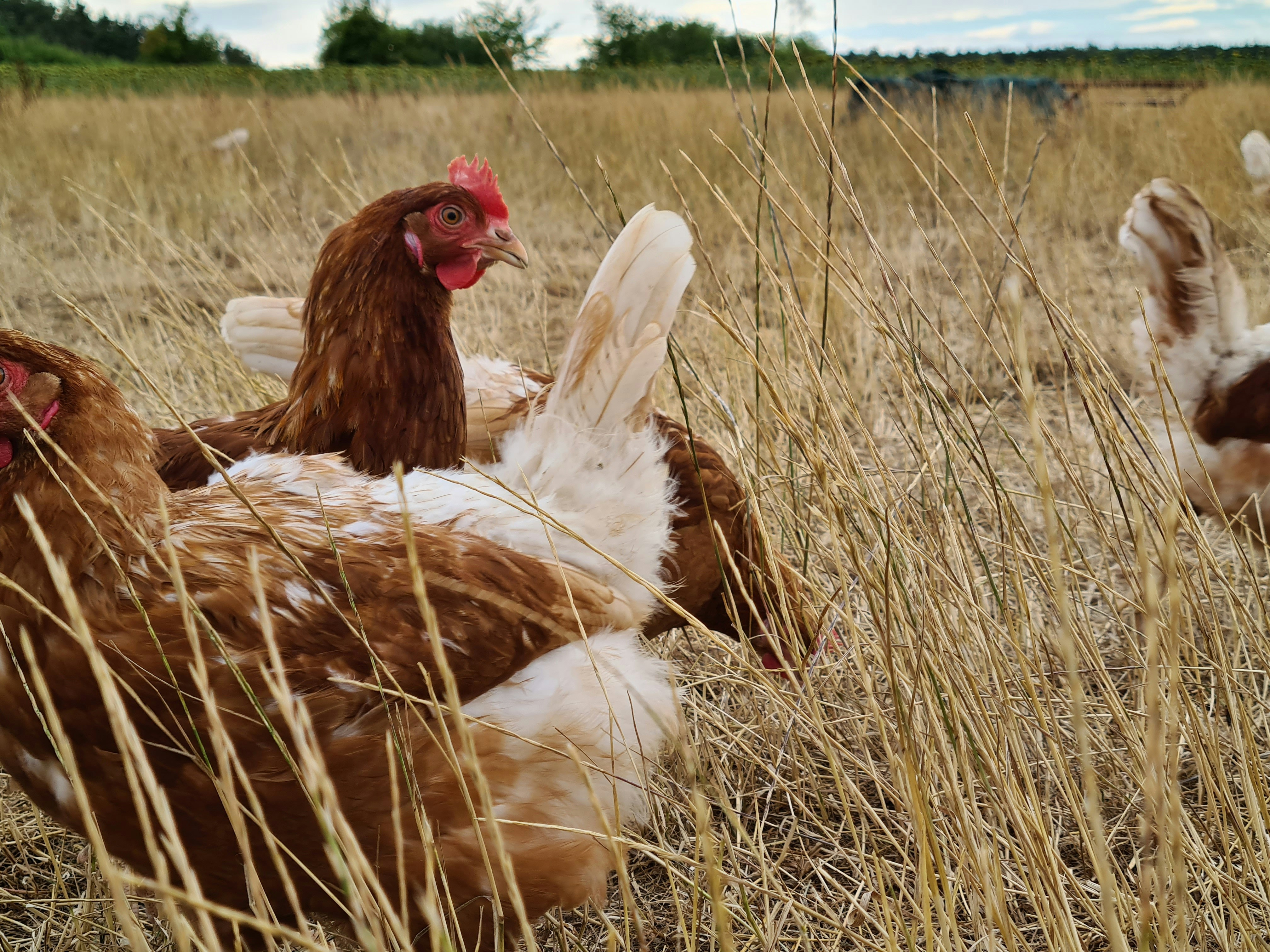 a group of chickens in a field