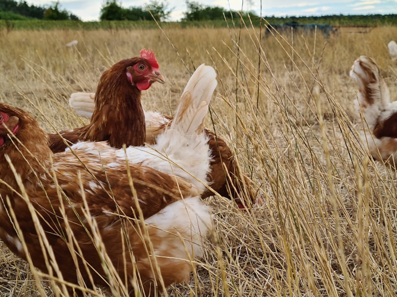 Gallinas caminando libres en un terreno natural