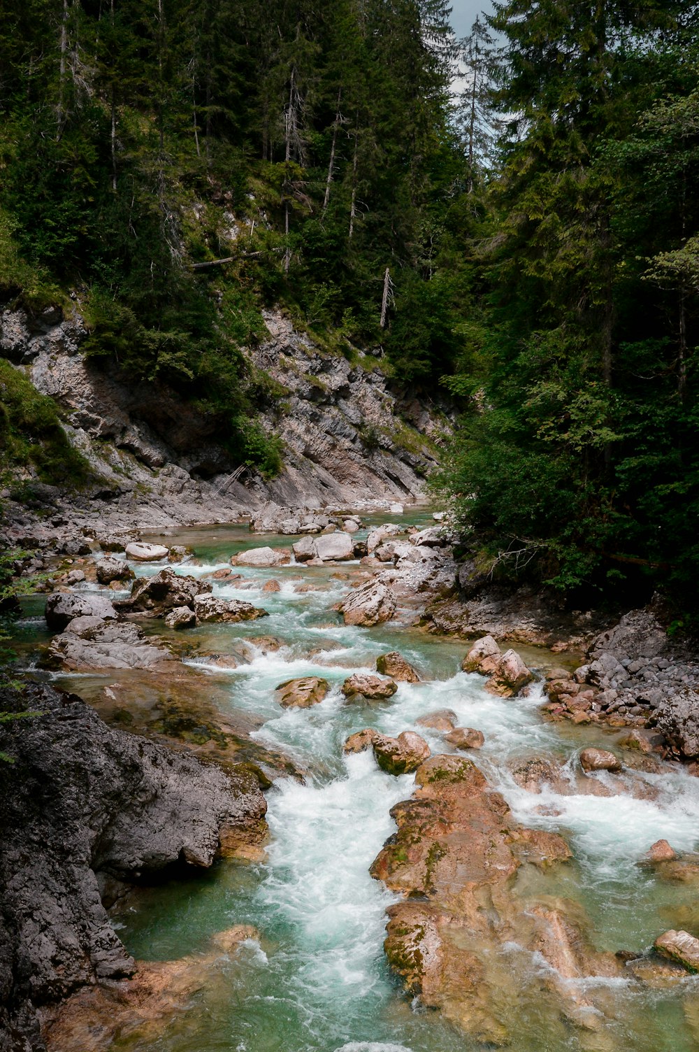 a river running through a forest