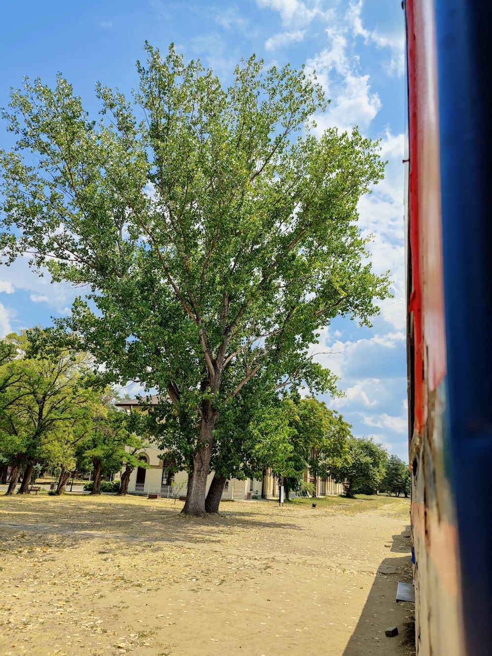 a tree in a park