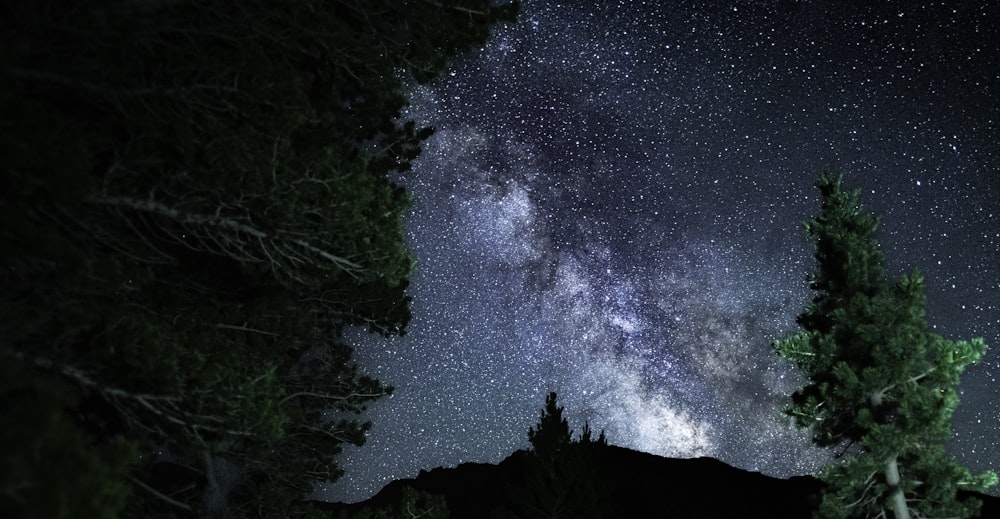 a starry night sky over trees